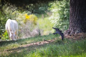 bird of prey (37 of 73).jpg