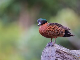 Werribee Zoo (19 of 54).jpg