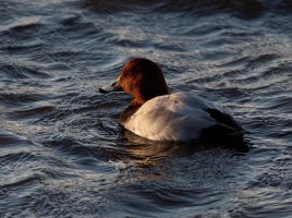 Pochard_915A6408-setting_sun.jpg