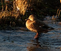 Mallard_915A6426-setting_sun.jpg