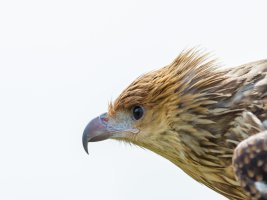 bird of prey (30 of 73).jpg