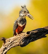 Giant kingfisher_KNP (1 of 1).jpg