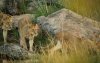 lions at Shabeni loop_KNP (1 of 1).jpg