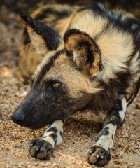 wilddog_KNP (1 of 1).jpg