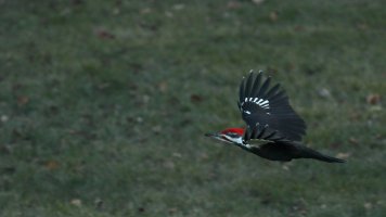 Pileated_flight_1847.JPG