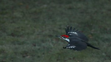Pileated_flight_1849.JPG