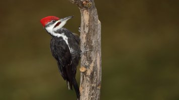 Baby is growing_1878.JPG