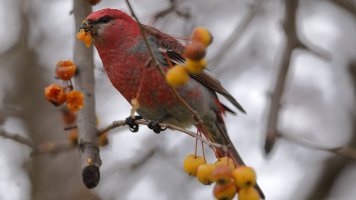 Pine grosbeak male_1620.JPG