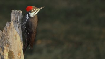 Little sister_1987.JPG