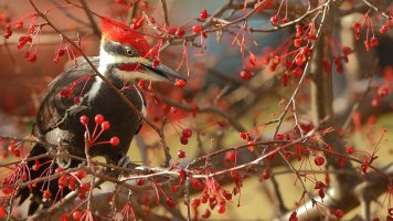 Pileated male imm_1D4_2022.JPG