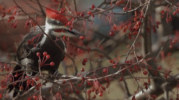 Pileated_Mod_2022.JPG