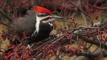 Pileated_2044.JPG