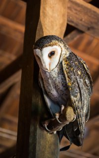 bird of prey (66 of 73).jpg