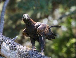 bird of prey (63 of 73).jpg