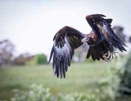 bird of prey (57 of 73).jpg