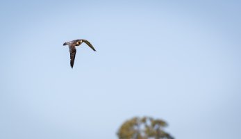 bird of prey (39 of 73).jpg