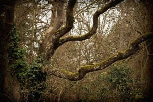 Tree copy_edited-1.jpg