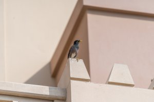 a7rm2 with EF100-400m2-3039-2.jpg