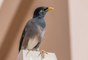 a7rm2 with EF100-400m2-3039.jpg