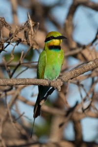 Rainbow Bee Eater.jpg