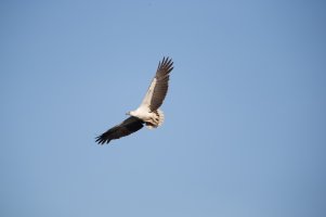 Sea Eagle Flying.jpg