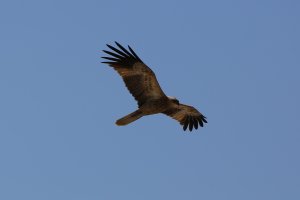 Cahills Crossing - Whistling Kite.JPG