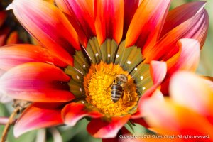 Bee on Gazania.jpg