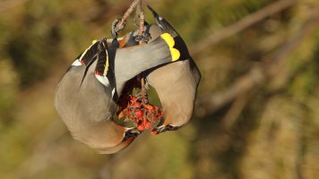 BWaxwings_2388.JPG