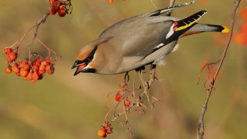 BWaxwing_2106.JPG