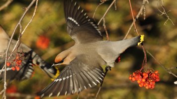 BWaxwing_2114.JPG