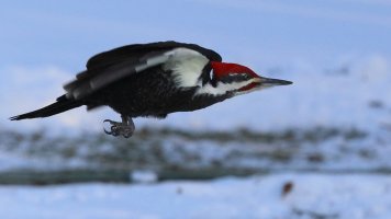 Pileated flight_30814.JPG