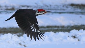 Pileated flight_30815.JPG
