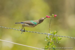 A bit of a stretch.jpg