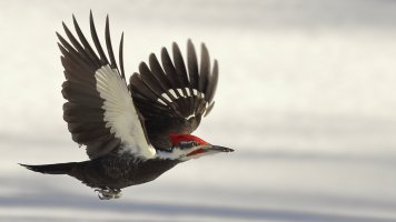 Pileated flight Nov30_1D4_2543.JPG