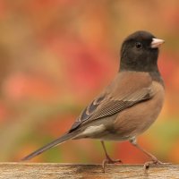nov 2015 junco on trellis looking good.jpg