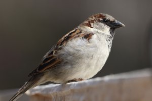 HouseSparrow_M_4899.JPG