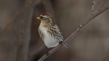 Redpoll_9382.JPG
