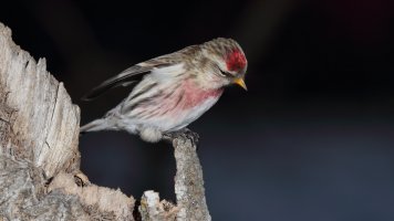 Redpoll_31055.JPG