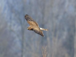 Immagine 097mod2.jpg