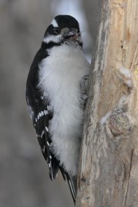 Sharp tongue_21563.JPG