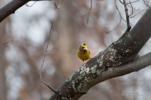 21 Identification.jpg