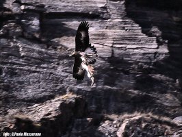 Predazione (scansione da pellicola).jpg