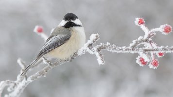 Season's greetings_21803.JPG