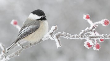 Season's greetings_21808.JPG