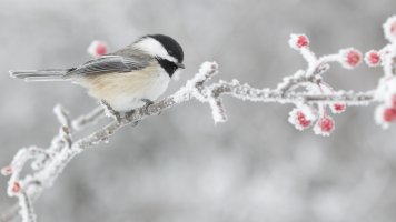 Seasons greetings2_21787.JPG