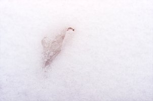 Leaf in Snow-Wedding Grunge.jpg