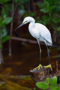 Everglades_Snowy_Egret-1.jpg