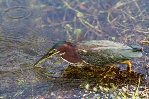 Green_Heron-2.jpg