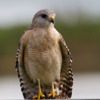 Everglades_Red_Shouldered_Hawk-7.jpg