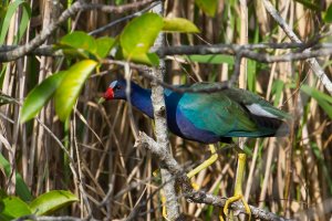 Purple_Gallinule-1.jpg
